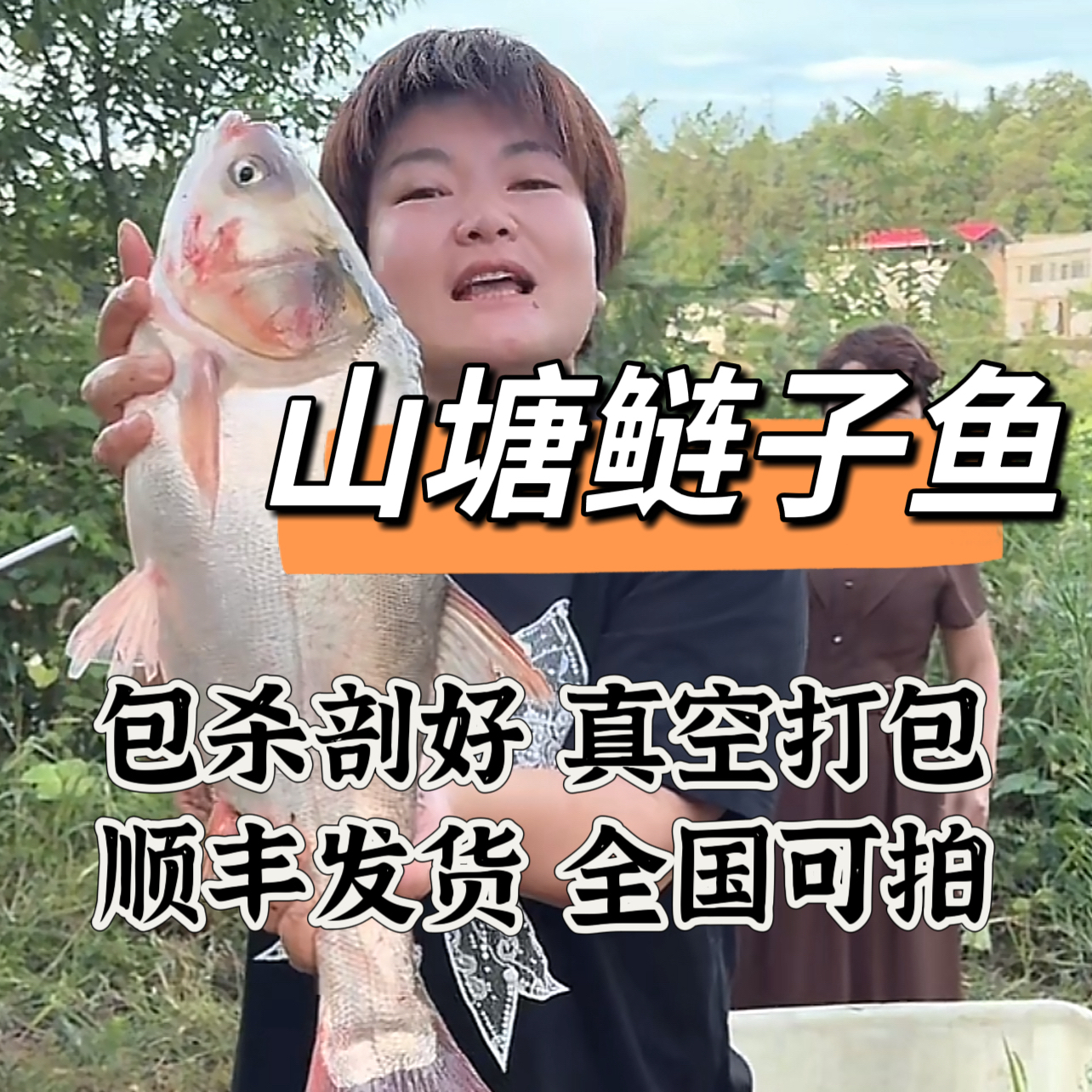 【山塘莲子鱼剖好真空全国可拍顺丰包邮