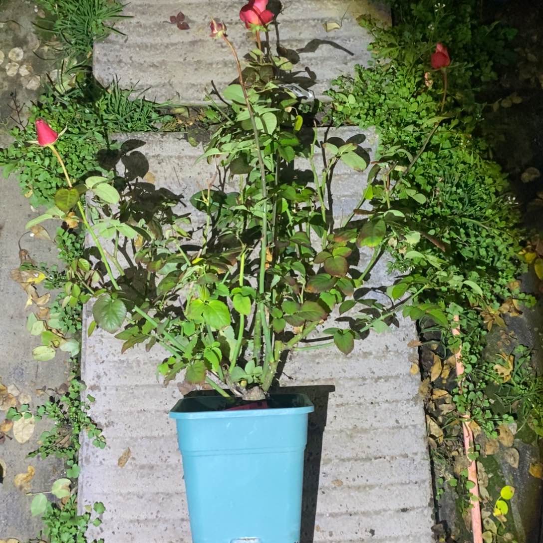 无花朵东华玫瑰土球发货