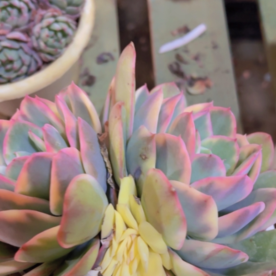 【闪购商品】绮罗锦17292