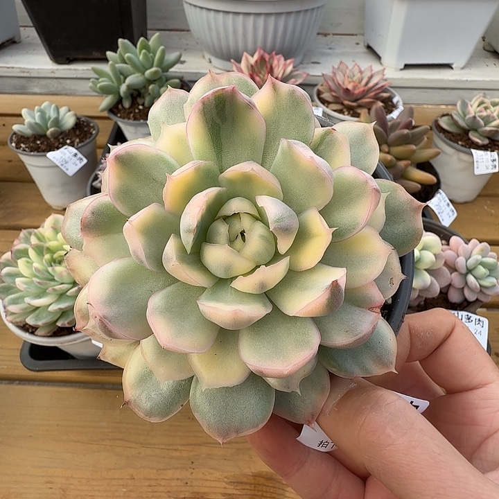 草莓蛋糕锦1111124-205