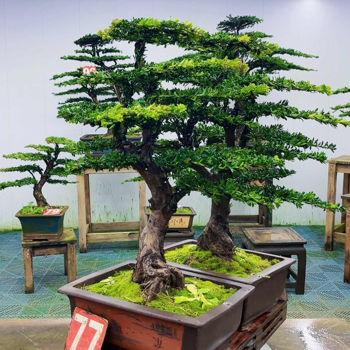 【闪购商品】无花朵