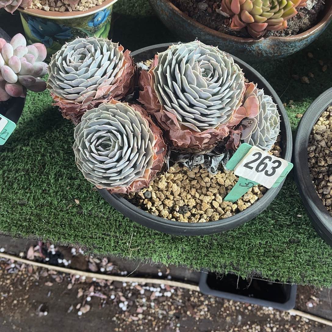 欣***荣天赐多肉植物保护263