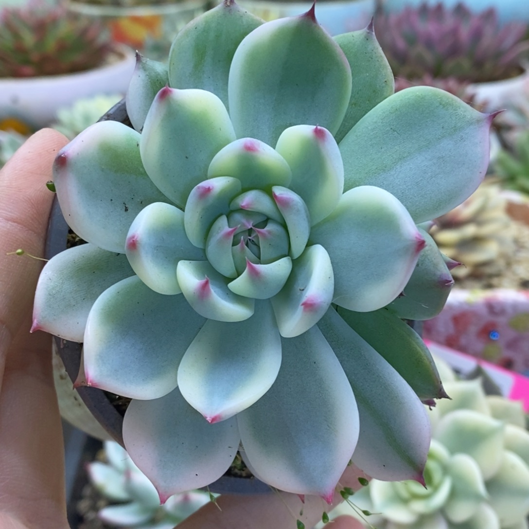 395双头吉娃娃锦锦锦锦