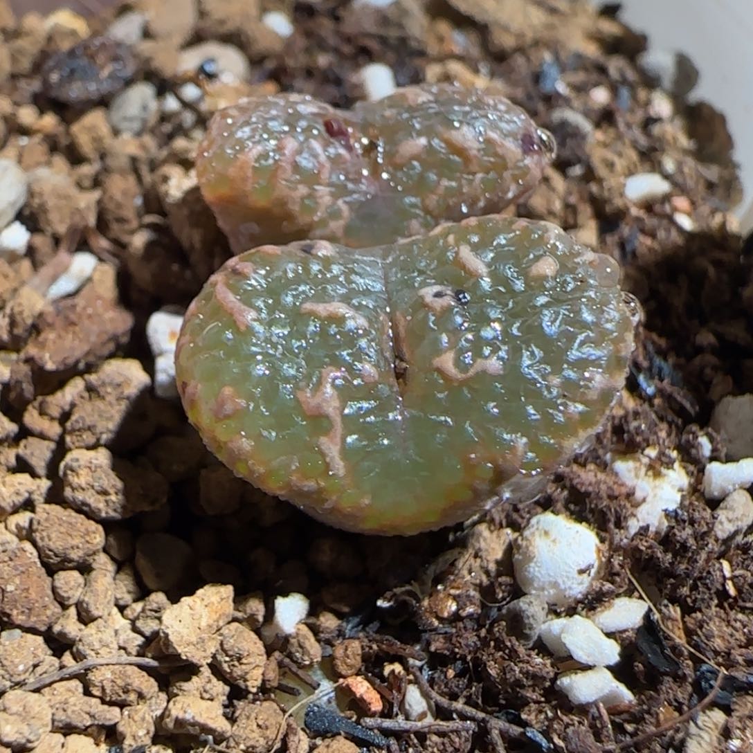 肉锥多肉植物组合-泡泡勋有疤1232