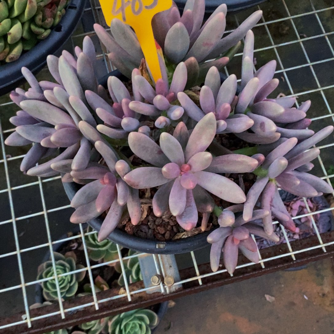 小***庄糖果美人485。            