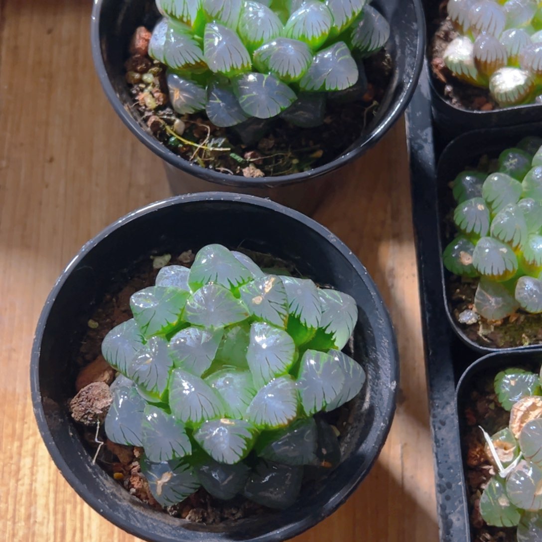 万象盆冰灯玉露多肉一颗