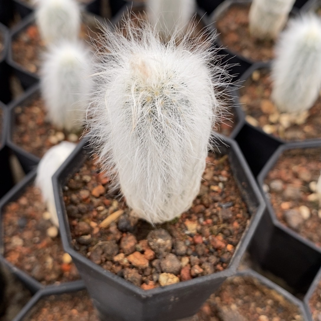 山***冰白毛青花虾仙人球