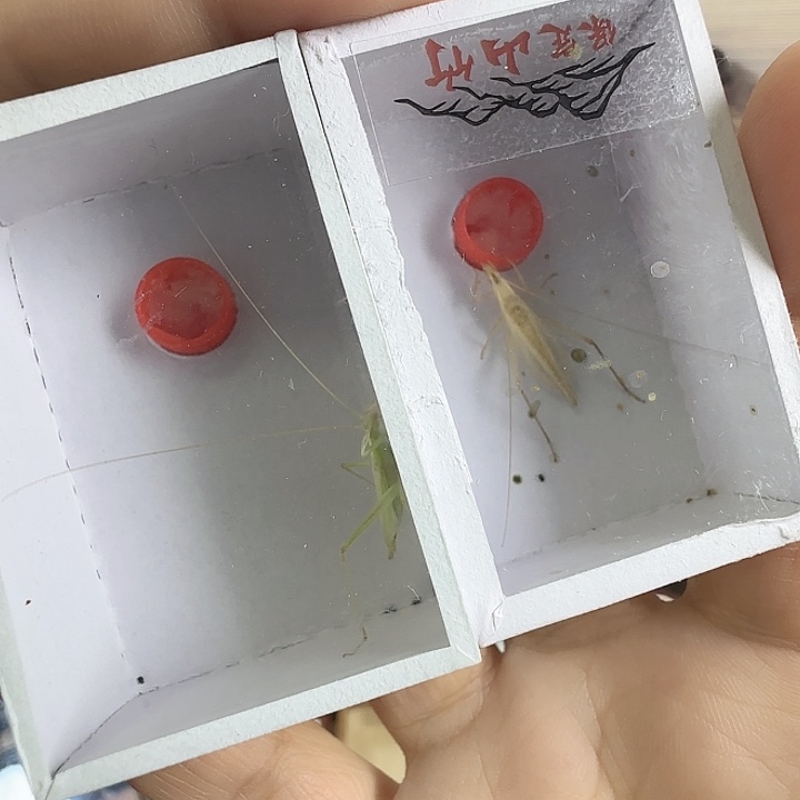 山竹➕青竹66666666666