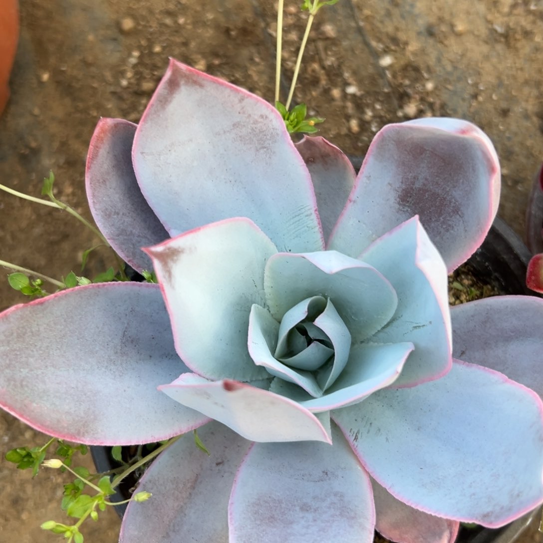 父母哦中央音乐学院植物