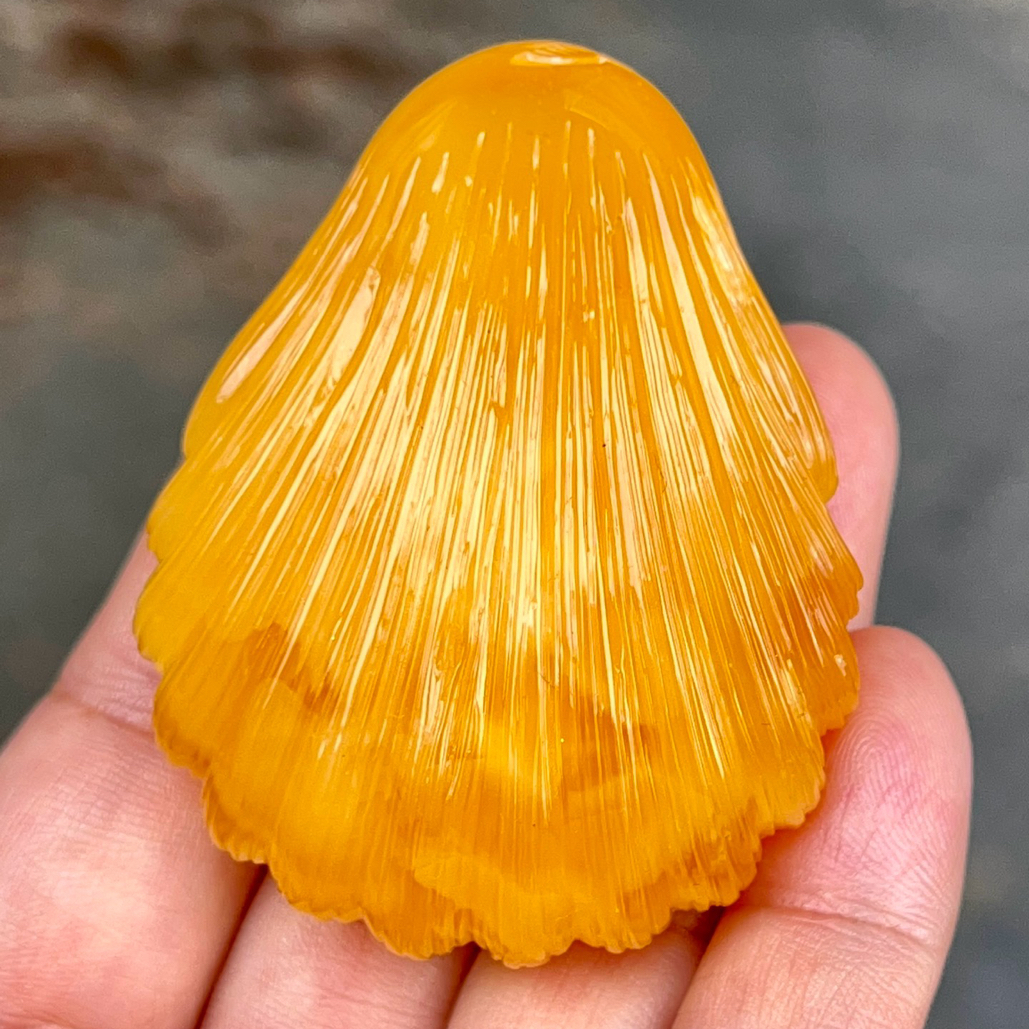 焦皮料鸡油红贝壳