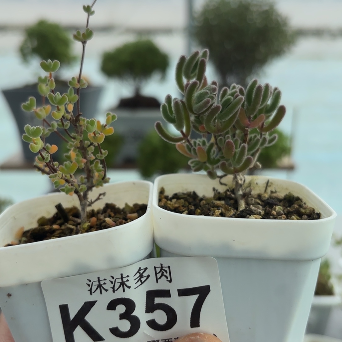 357月曲和红叶枝干