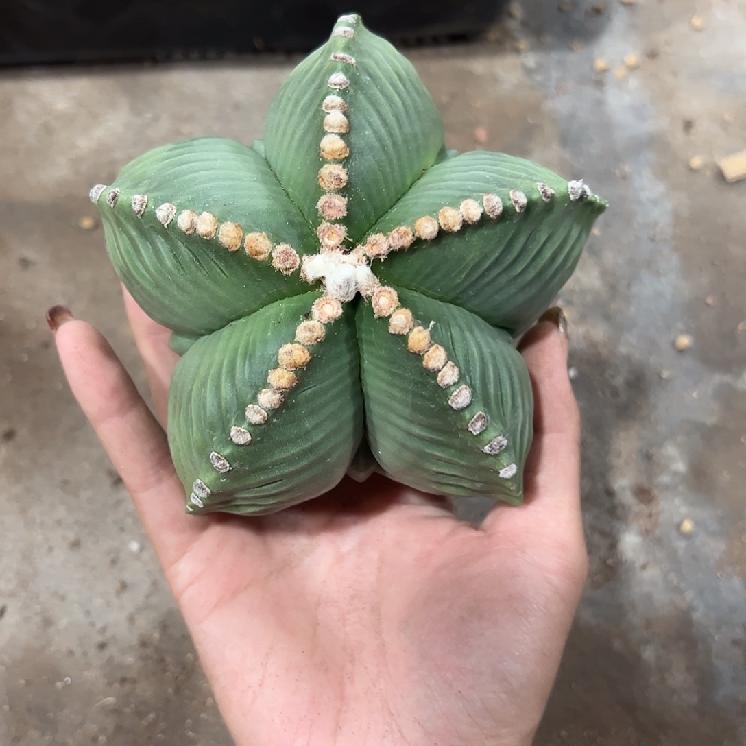 系****实生鸾凤玉一物一拍