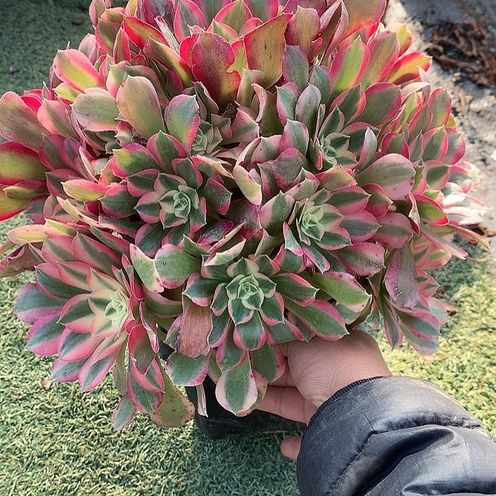 798妖月多肉植物
