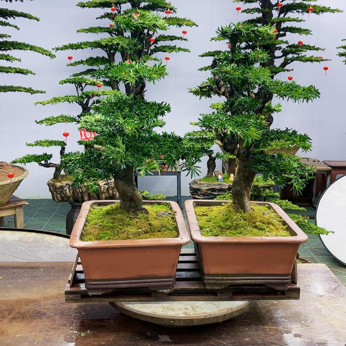 【闪购商品】罗汉松盆景艺术展等
