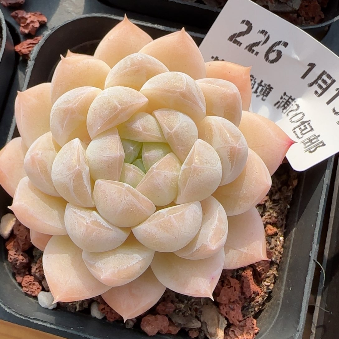 花语逸镜0113-226