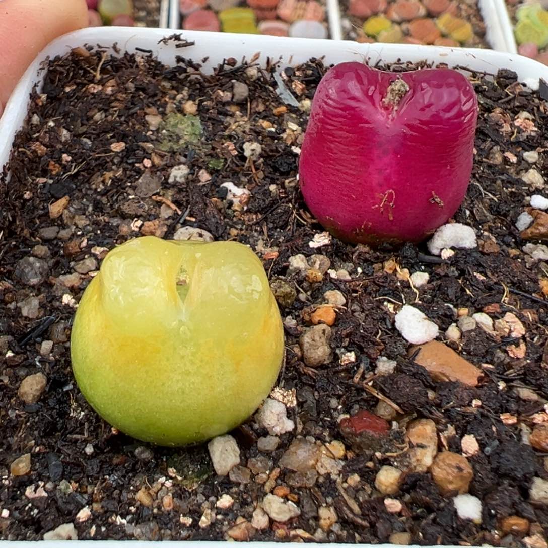 2.13好看的多肉244