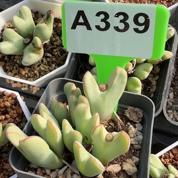 小***子339mmnnnnnnnnnnnnnnnn