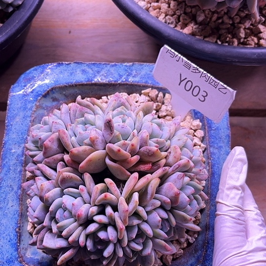 我是第一百个为妖刀应援的