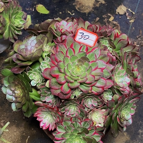 莲花老桩法师30链接