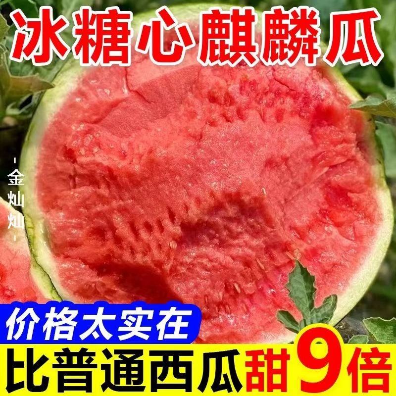 XX【顺丰京东】10斤麒麟西瓜水果新鲜当天采摘当天发货云南美都薄皮西瓜同城送