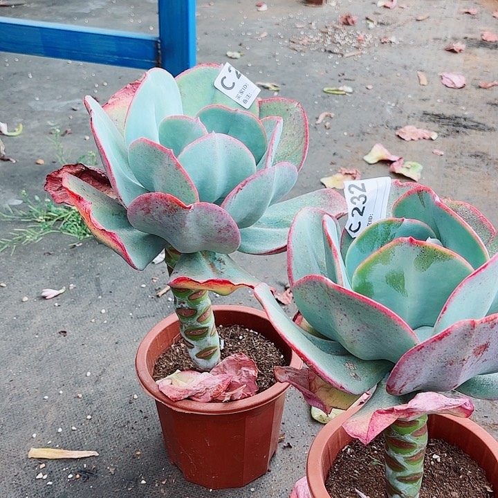 玲*瑞蝶多肉植物232号233
