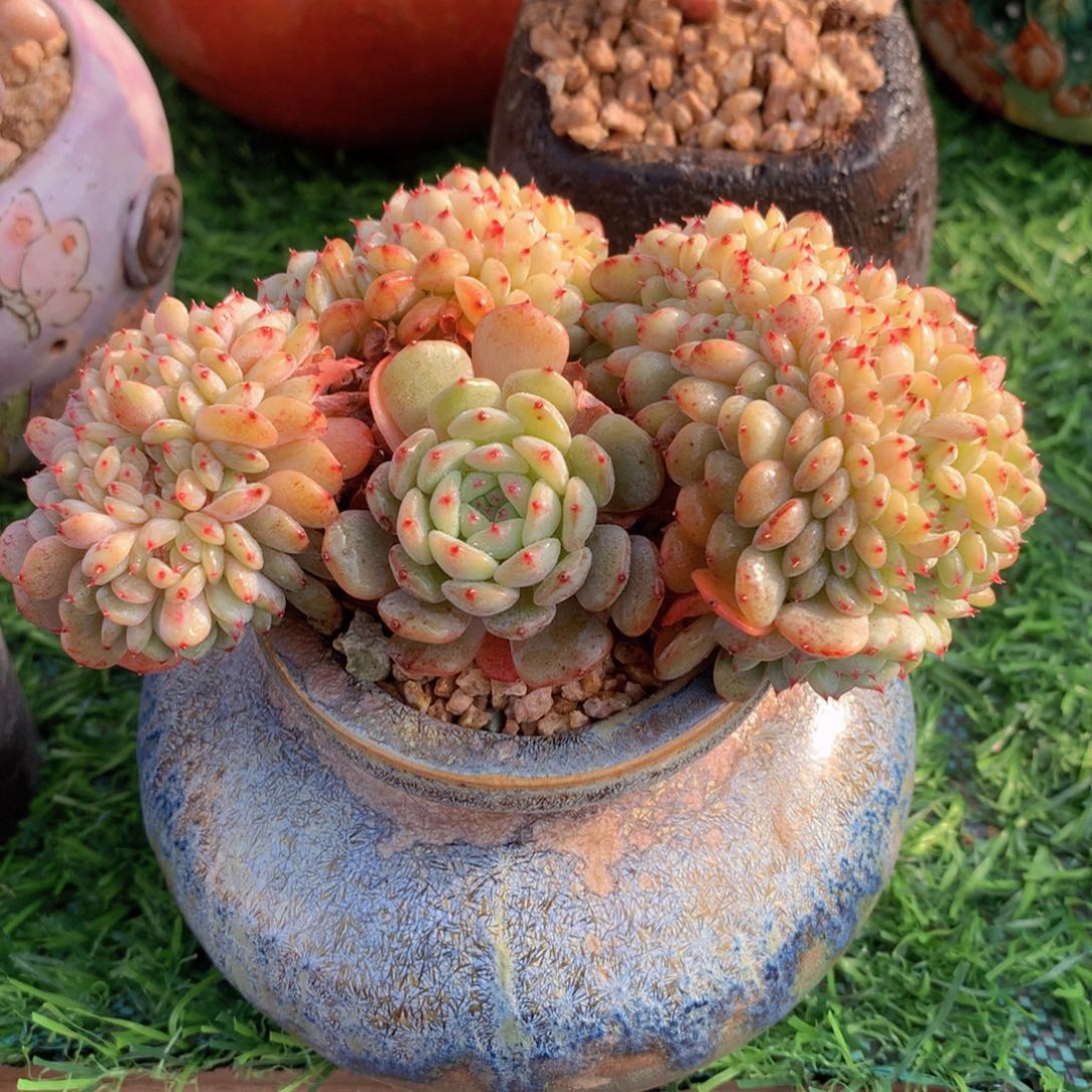 白胖子12 公分一物一拍