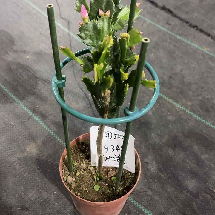 用***4当前无花栽培后可以开花