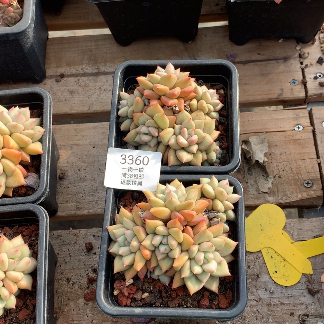 9.5厘米六头两颗黄金象牙3360