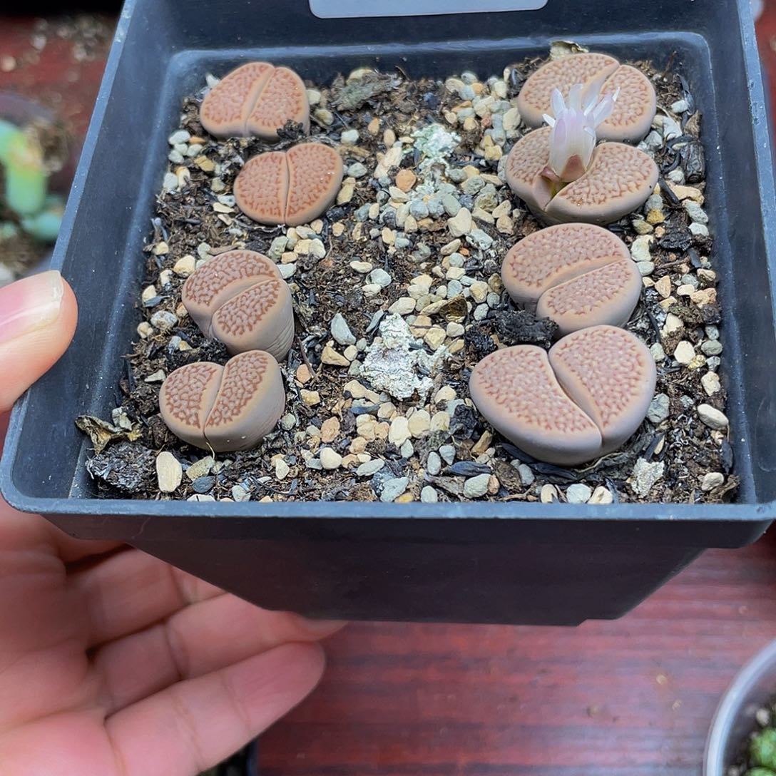 娇****848000000花花花花花花花花