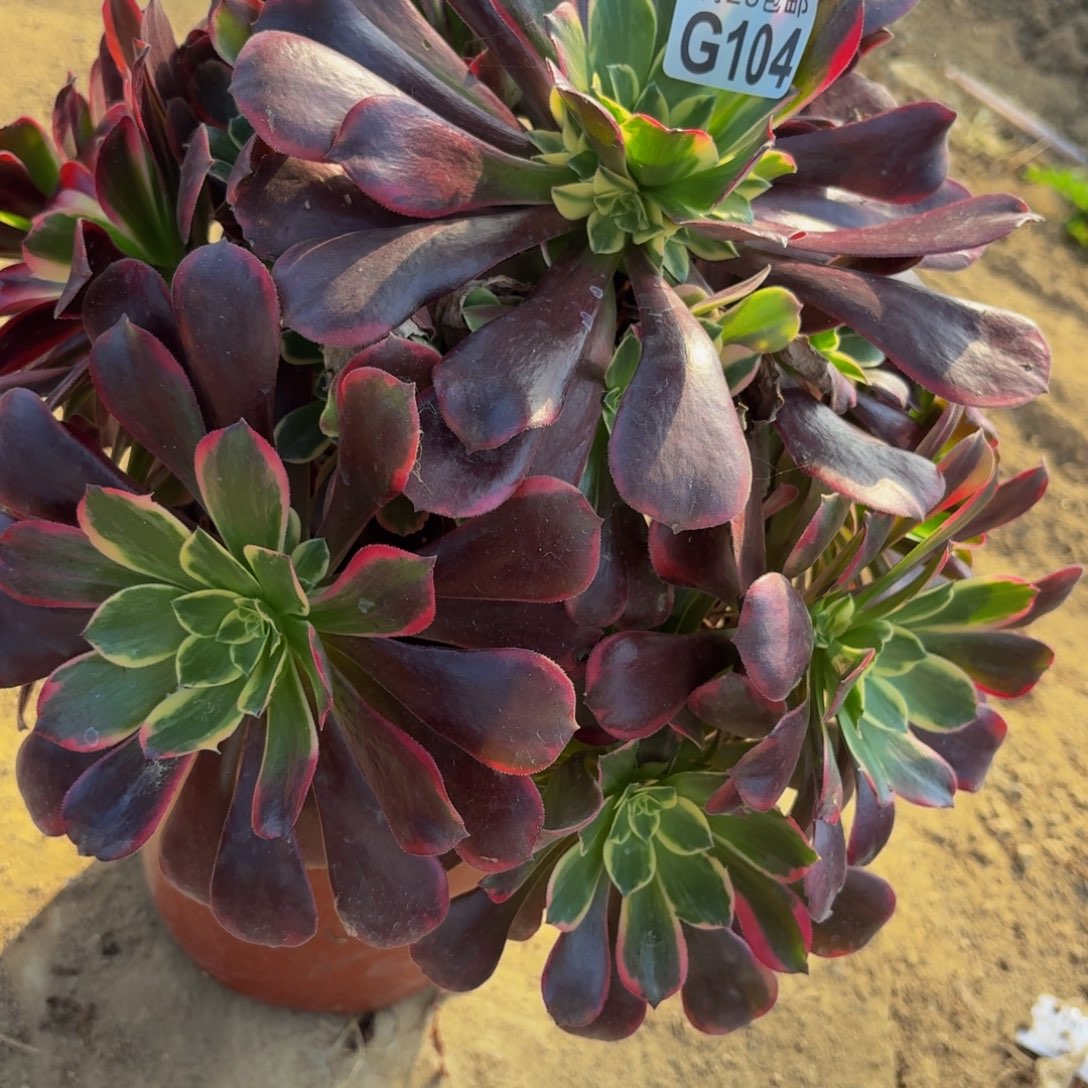 104多肉植物捧花的时候