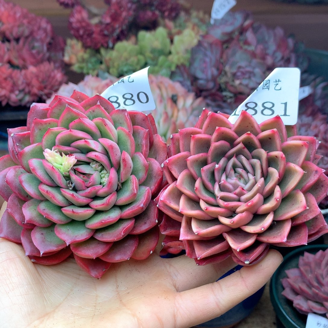 1880-1881两颗杂交多肉