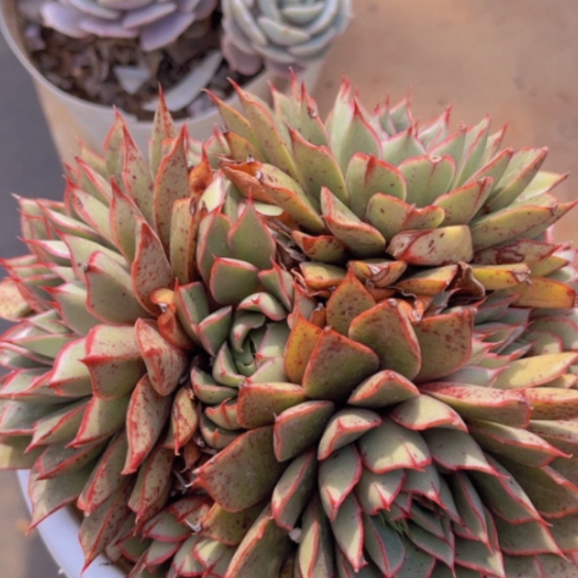 【闪购商品】大合锦19204