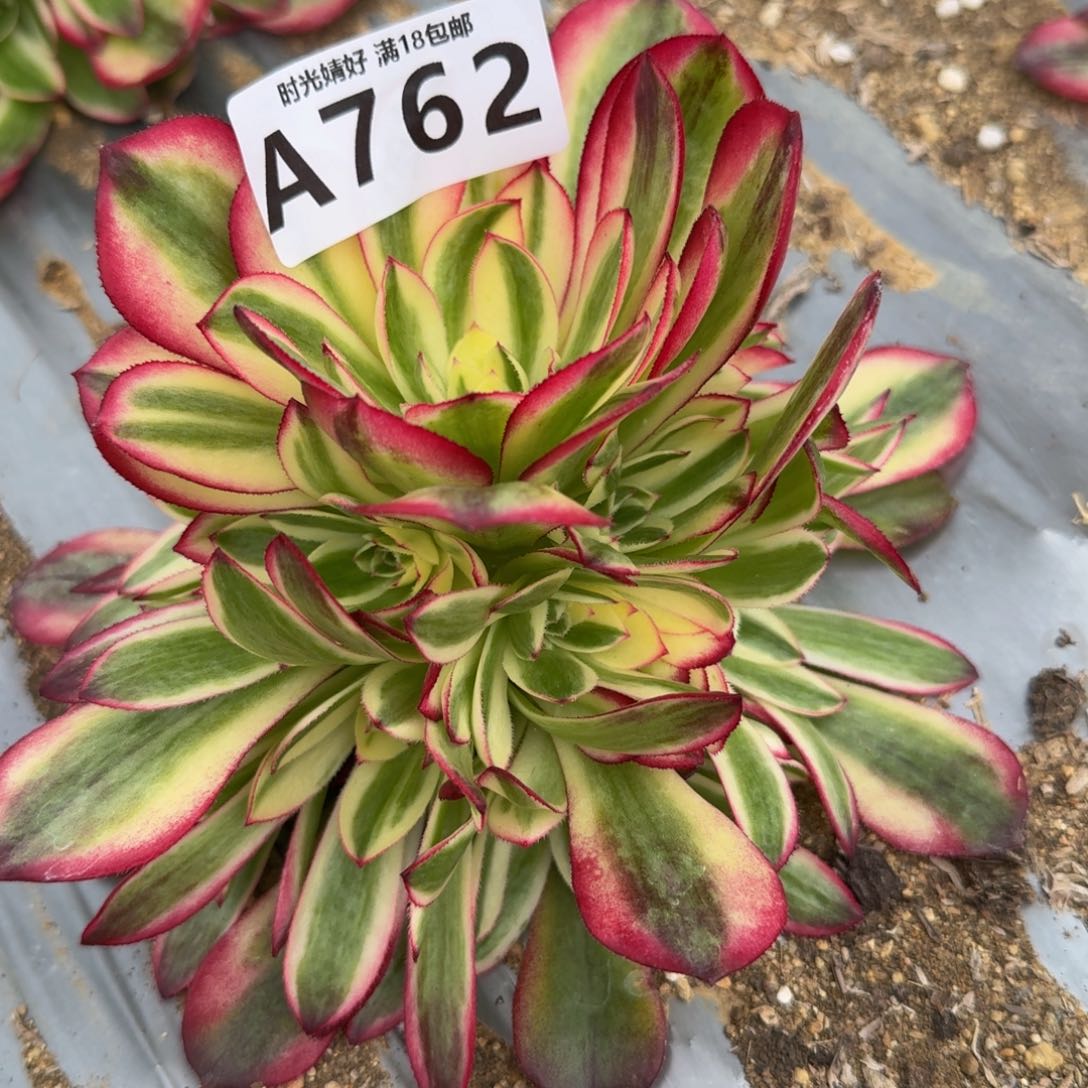762荔枝。多肉植物