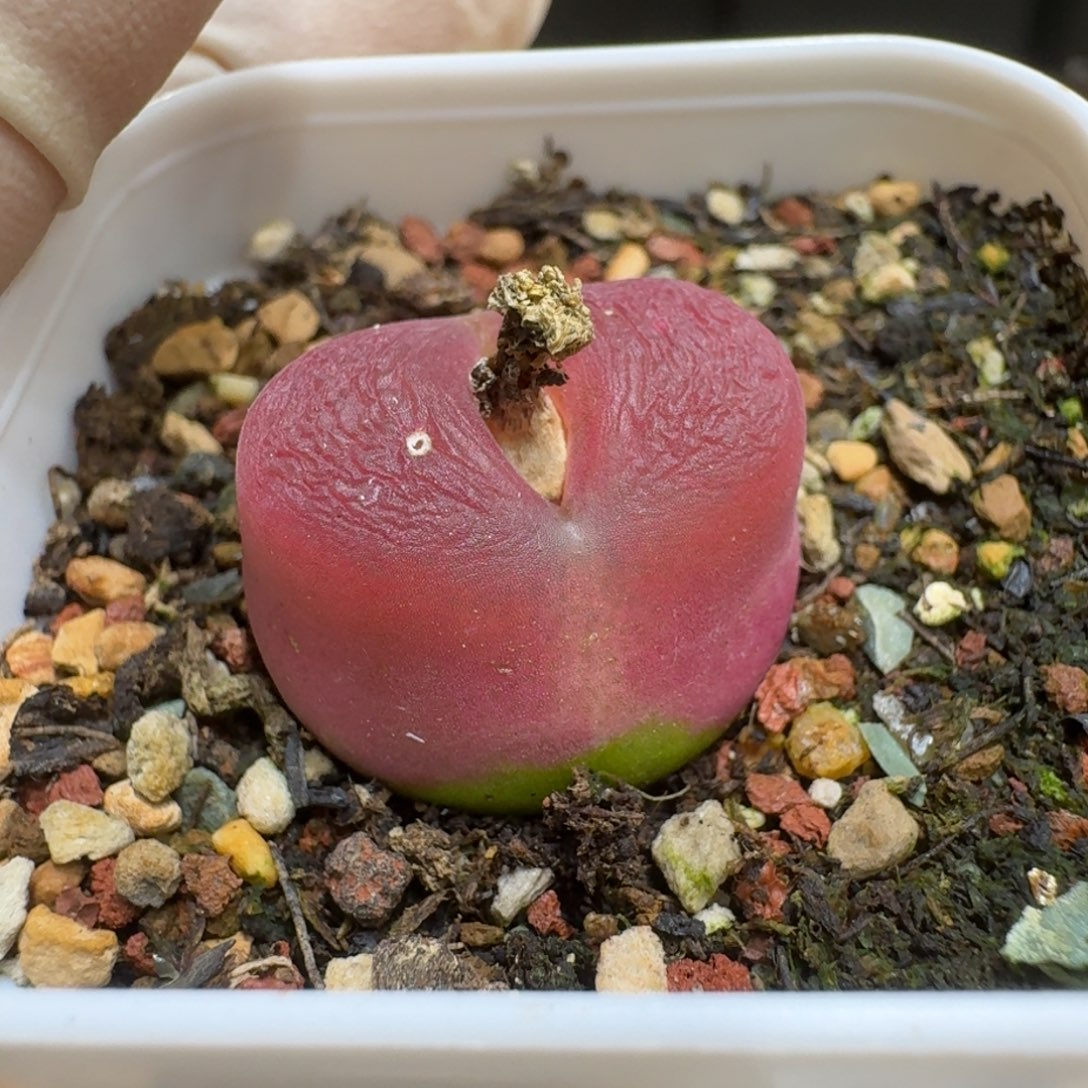 糖**?0203-68肉锥肉锥