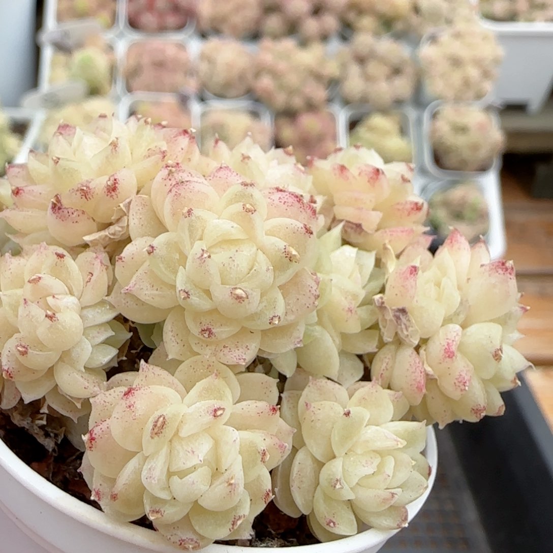 【闪购商品】0224-42珠光麦杆