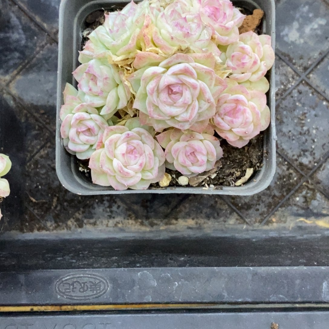 赵***⁹精品多肉一物一拍不包整351