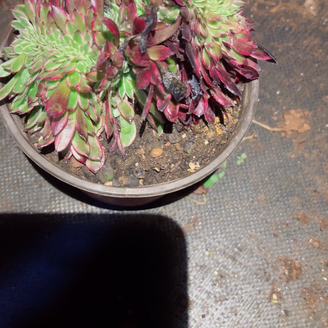 791 号多肉植物新年福利