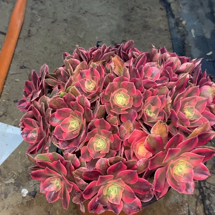 女妖多肉植物22。  