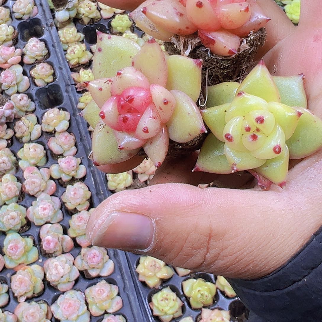 将军令3个混色19包邮