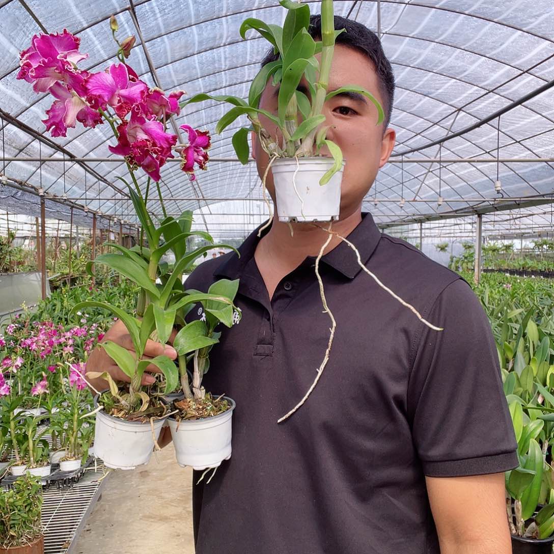 当前无花朵，栽培后可花朵4高端秋