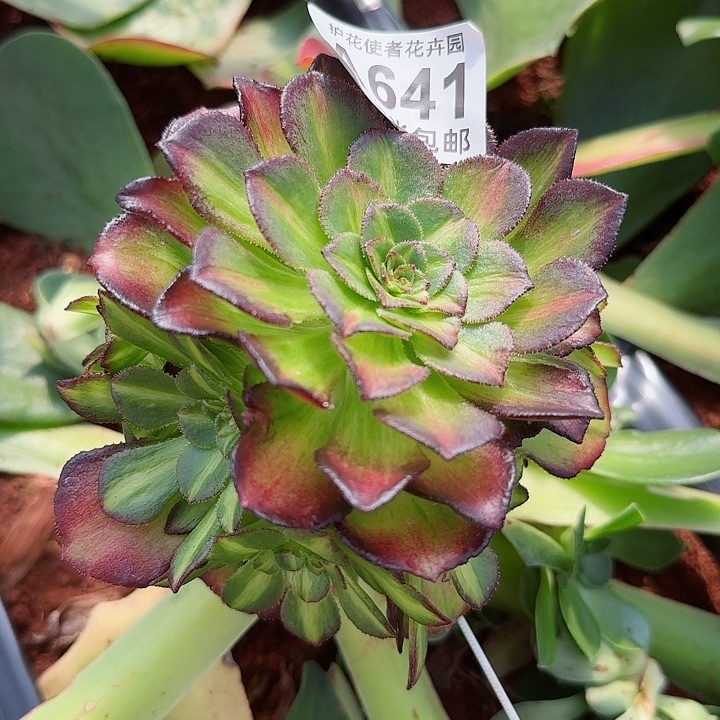 多肉法师海王七彩