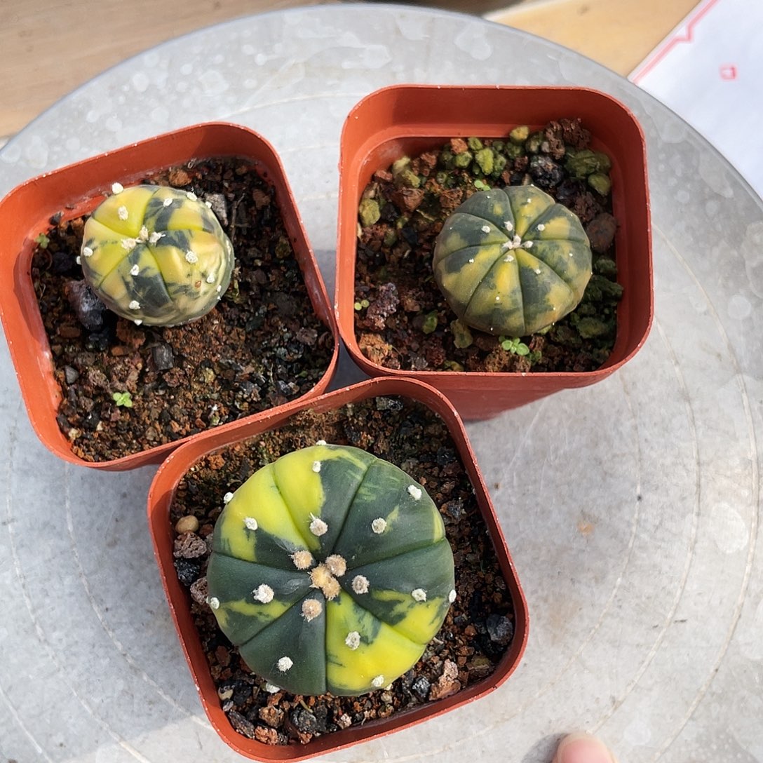 捡漏 兜锦3颗66666666