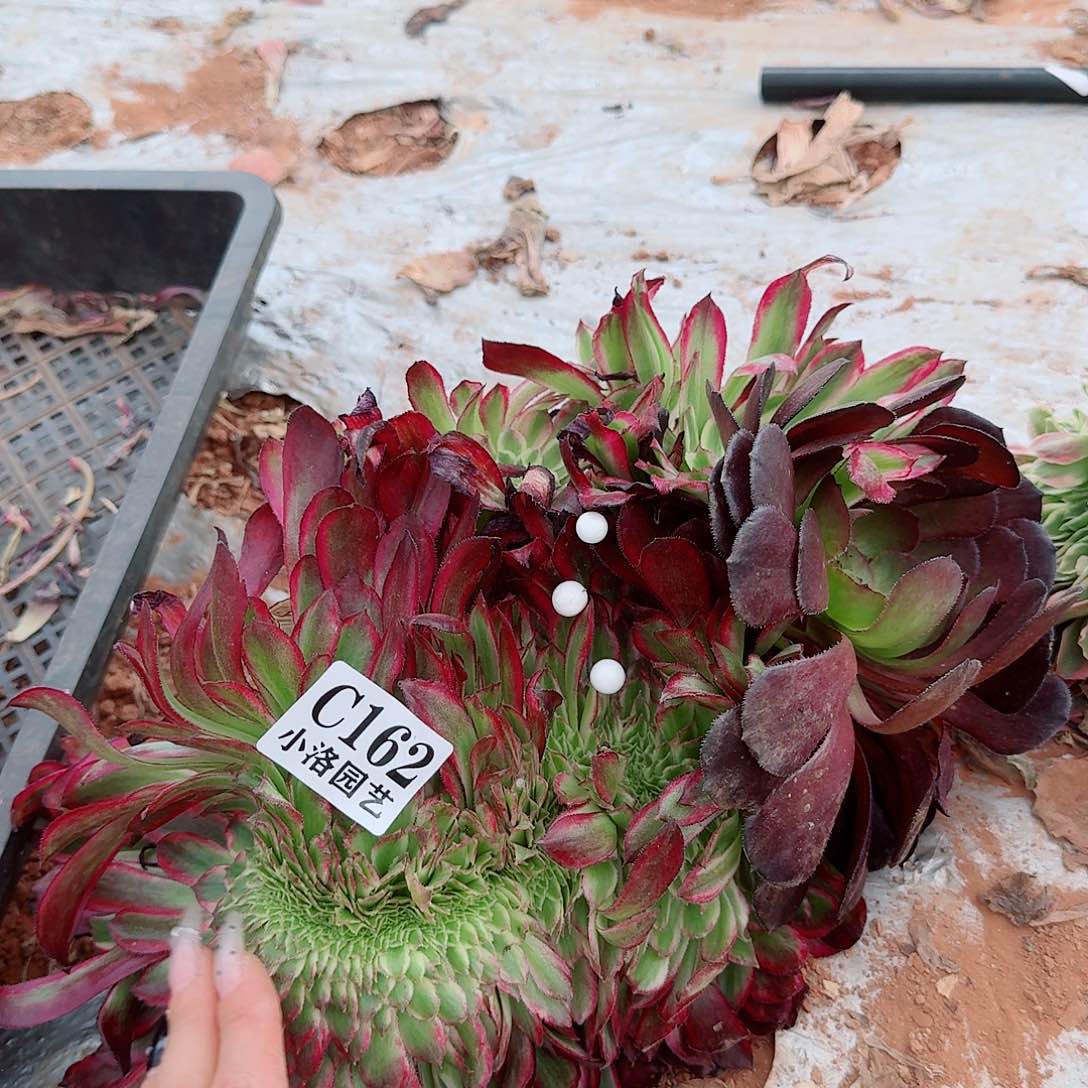 162 缀化无根不包侧枝