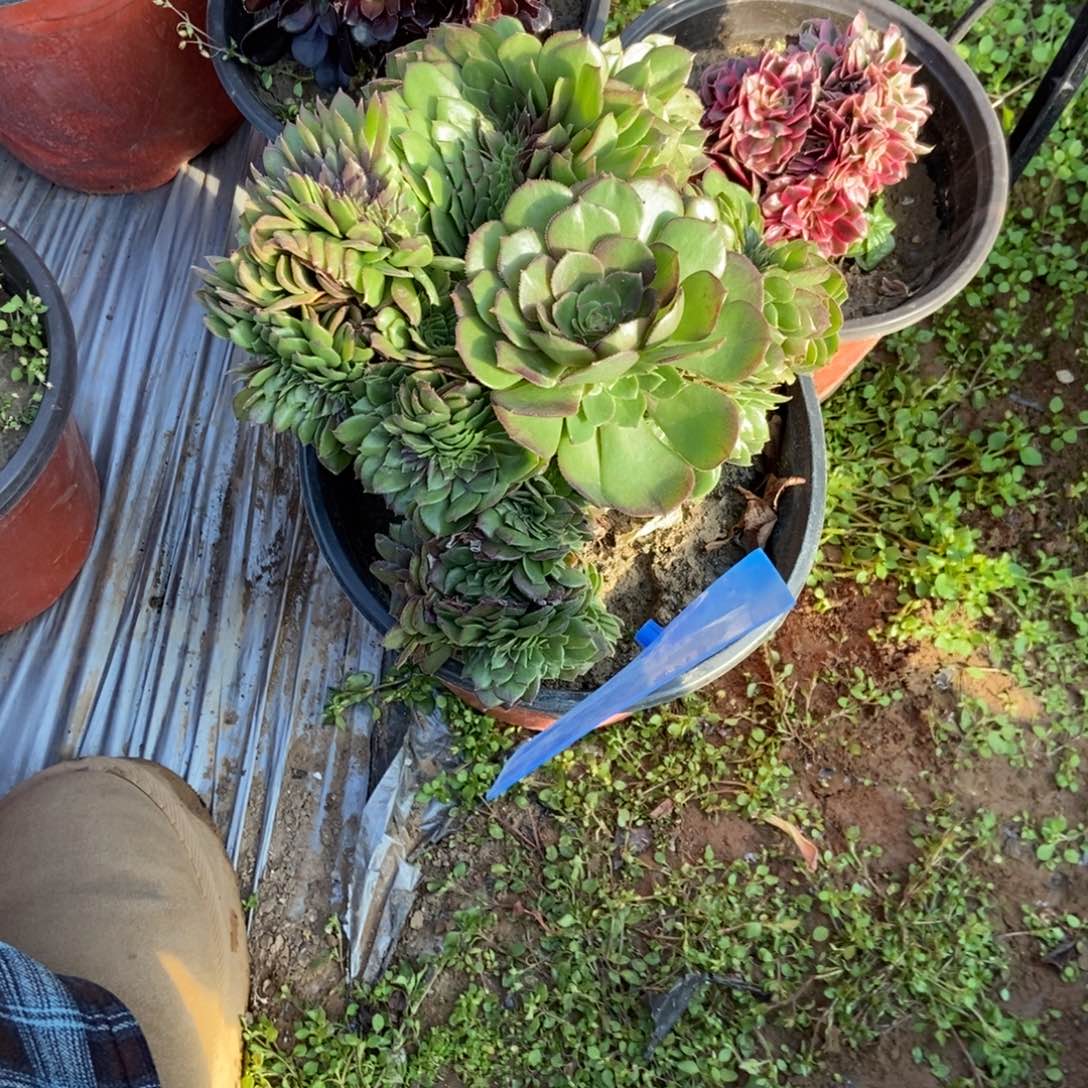 m****663玫瑰缀化干伤处理