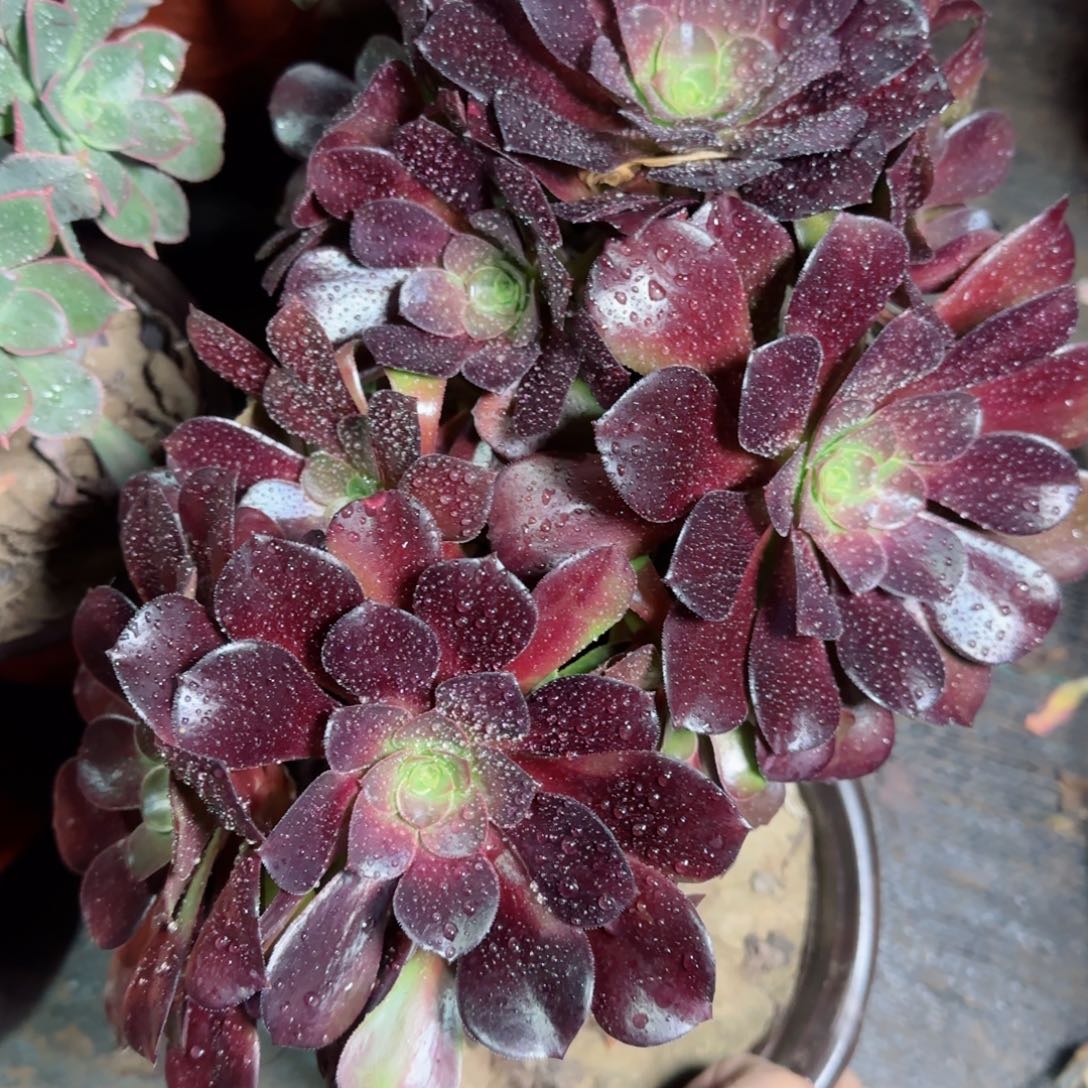梅花博迪多肉083满28包邮断枝不包
