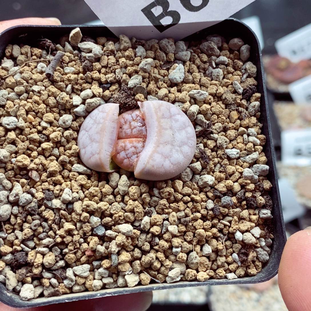 我的小姐姐们都是我609