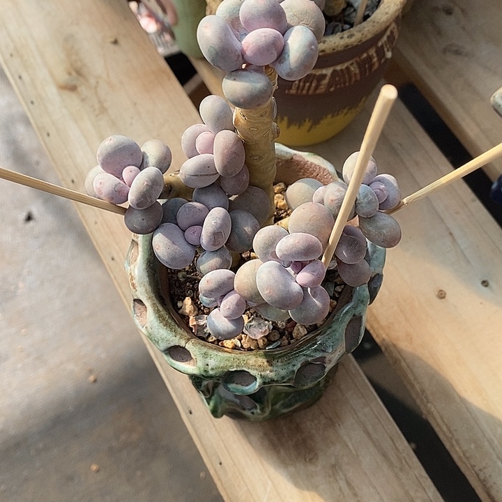 ****乐胭脂精品多肉8888