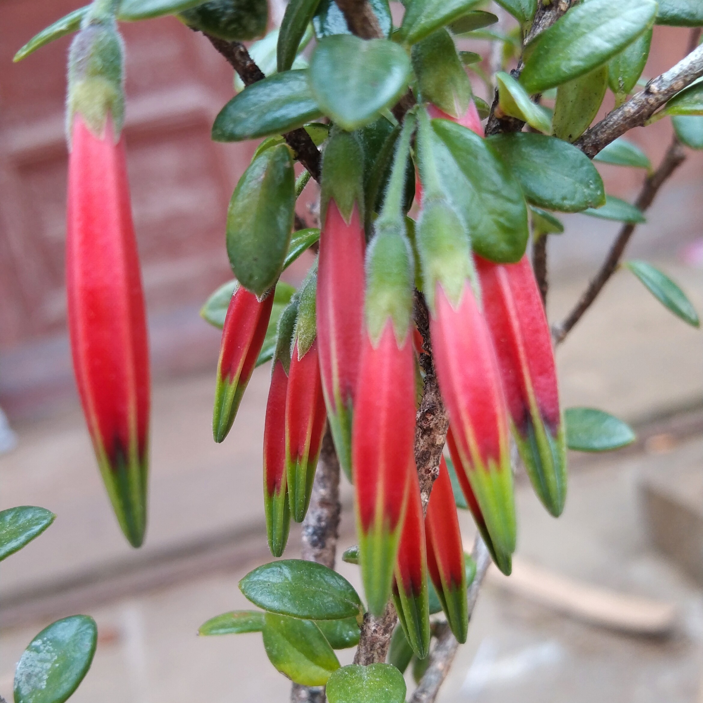 米叶红花五翅莓，开花结果  多用链接