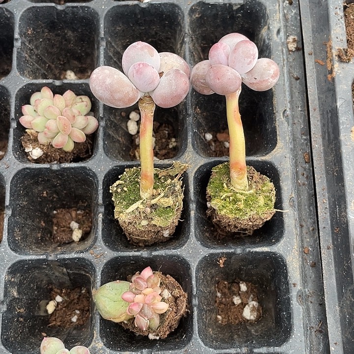 俊***俊一物一拍满18包邮