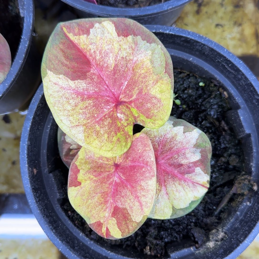 宝*125-1022广东发货小黄人